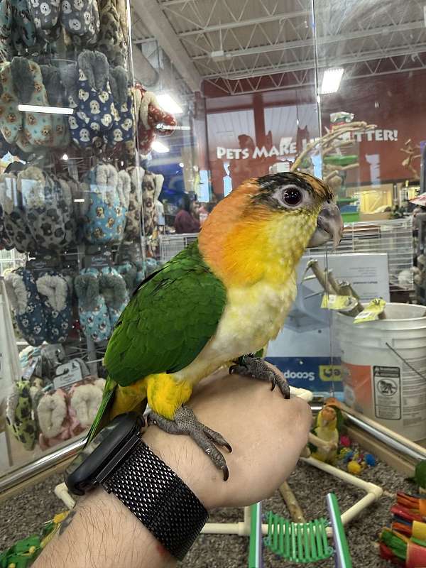caique-for-sale-in-north-huntingdon-pa