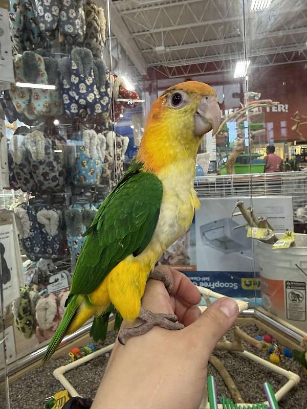 bird-for-sale-in-north-huntingdon-pa