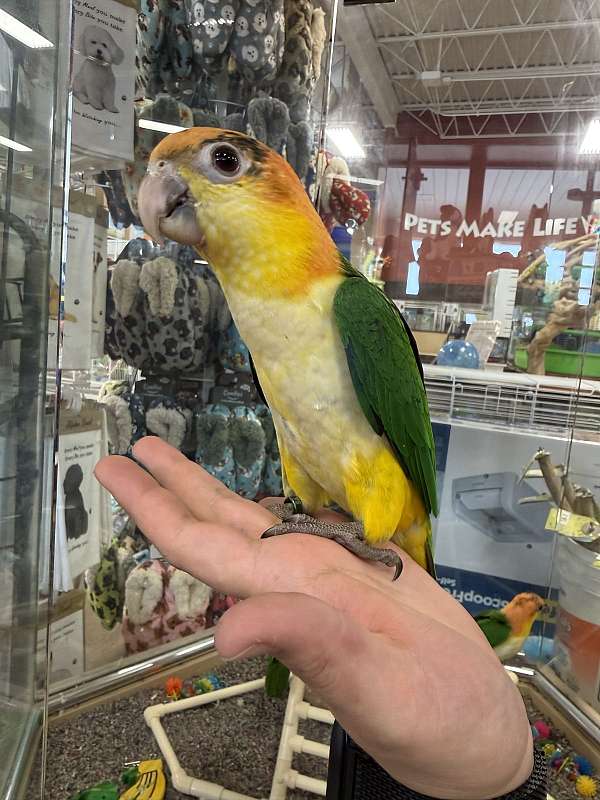 small-bird-for-sale