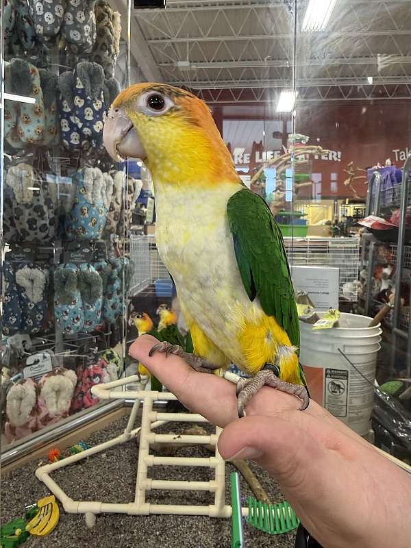 small-caique-for-sale