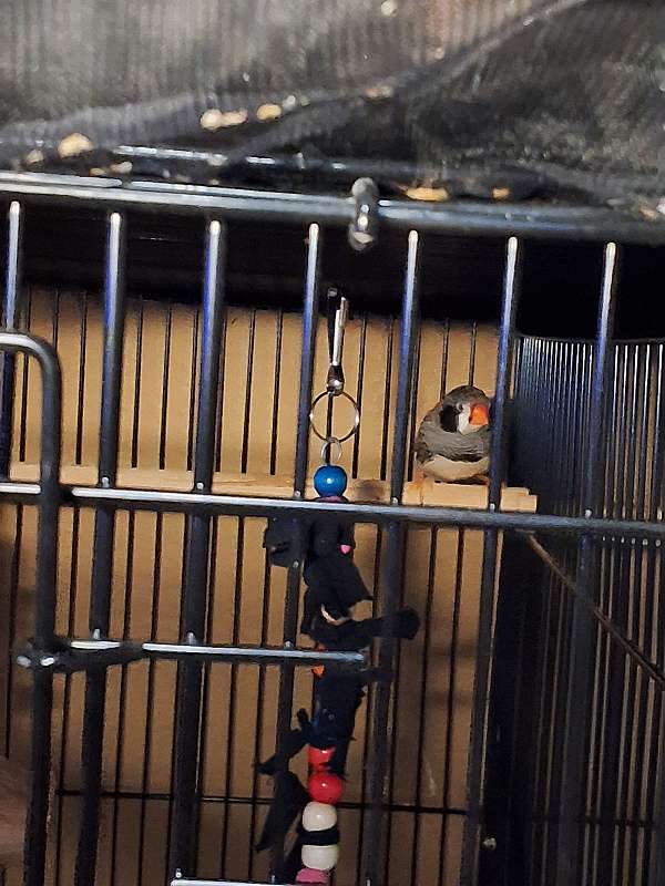 zebra-finch-for-sale-in-gilcrest-co