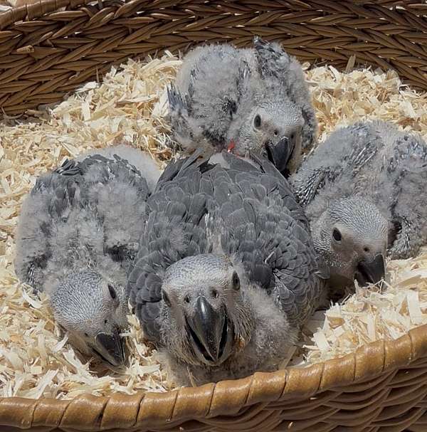 congo-african-grey-parrot-for-sale