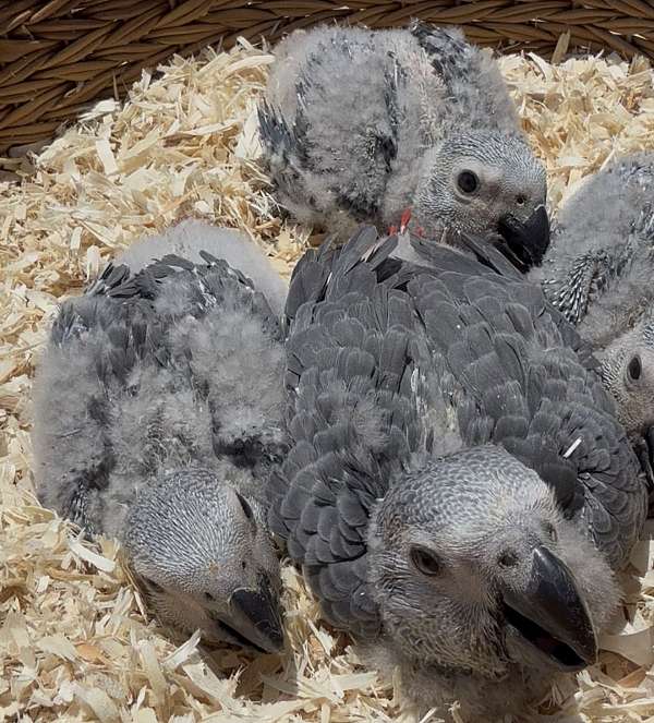 congo-african-grey-parrot-for-sale-in-longwood-fl