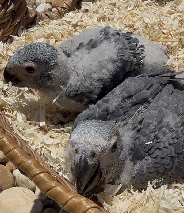 bird-for-sale-in-longwood-fl