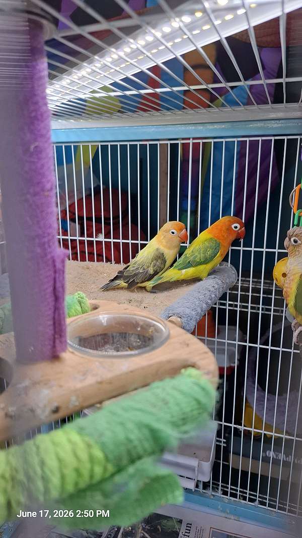 Beautiful Pair Of Lovebirds beautiful-pair-of-lovebirds