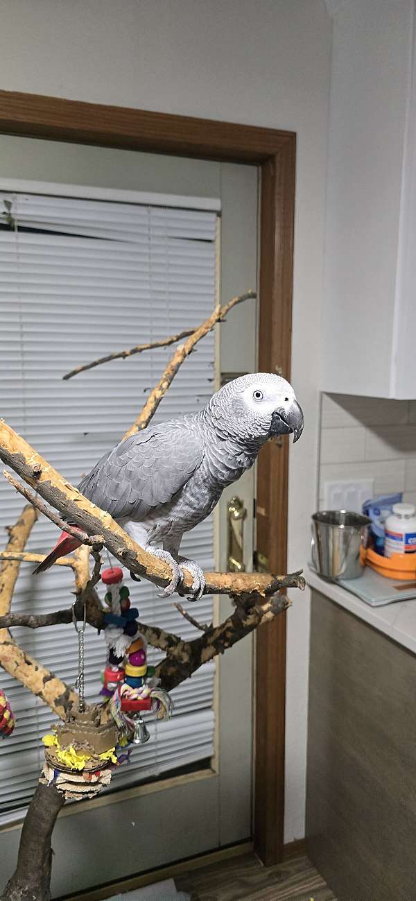 african-grey-parrot-for-sale-in-waterloo-ia