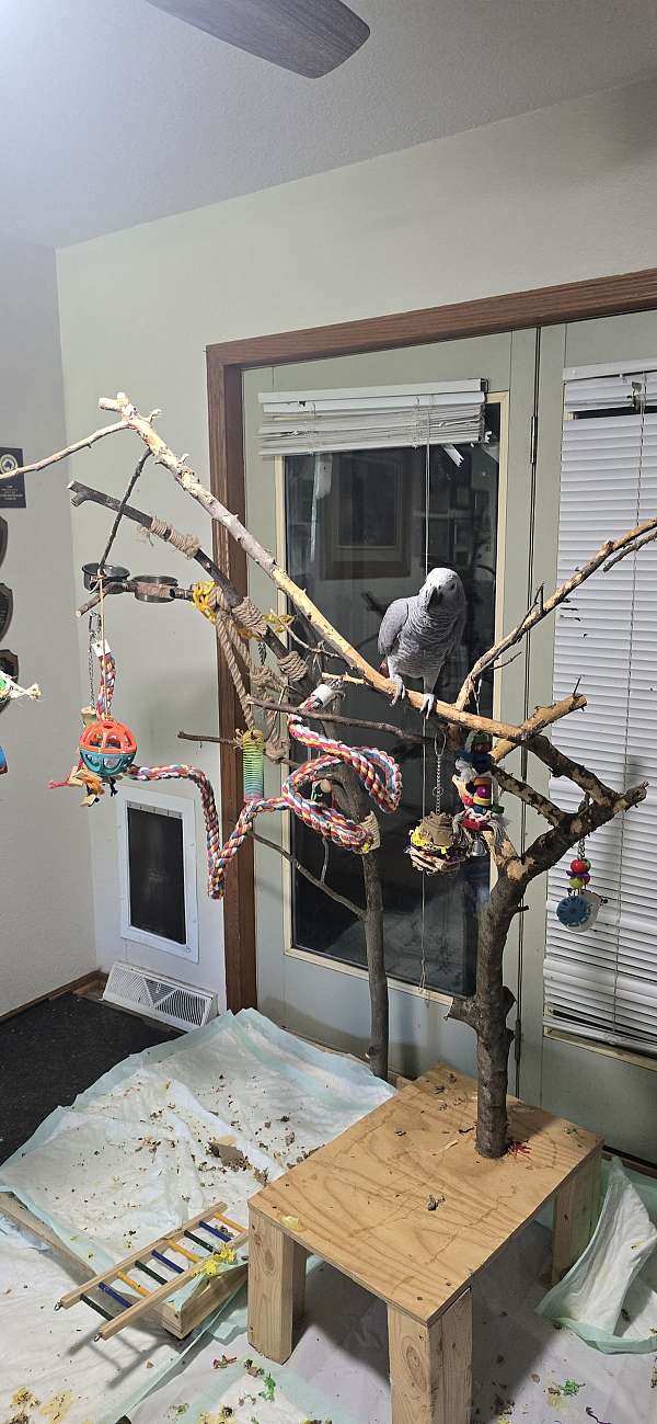 bird-for-sale-in-waterloo-ia