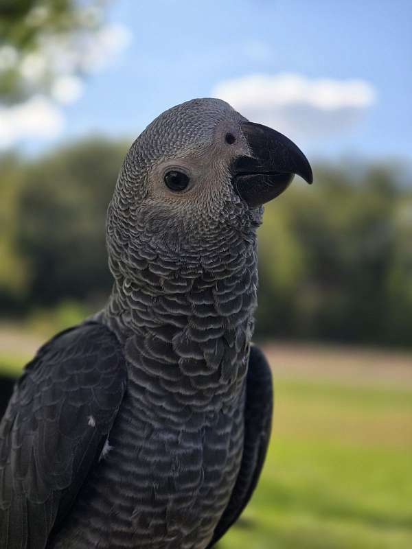 male-bird-for-sale-in-waterloo-ia