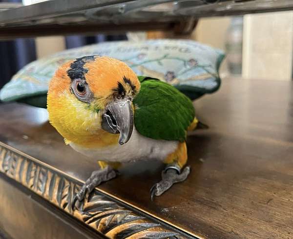 caique-for-sale-in-colorado