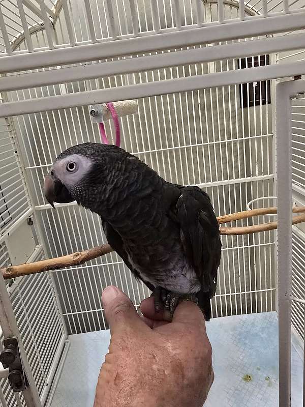 large-companion-talking-bird-for-sales