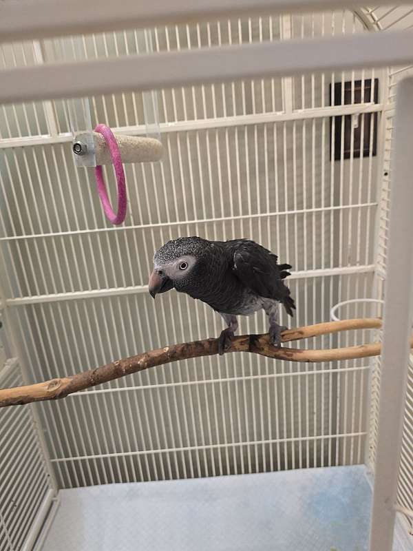 timneh-african-grey-parrot-for-sale