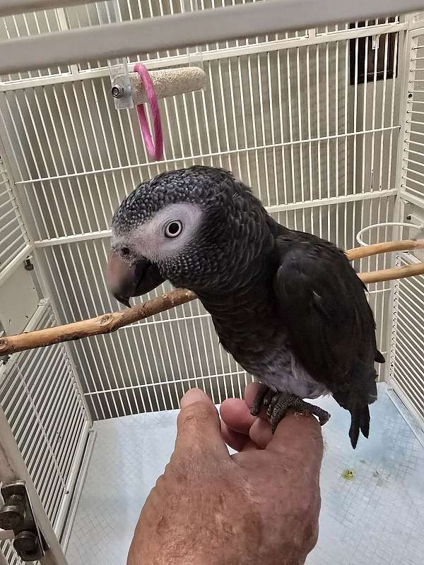 medium-bird-for-sale