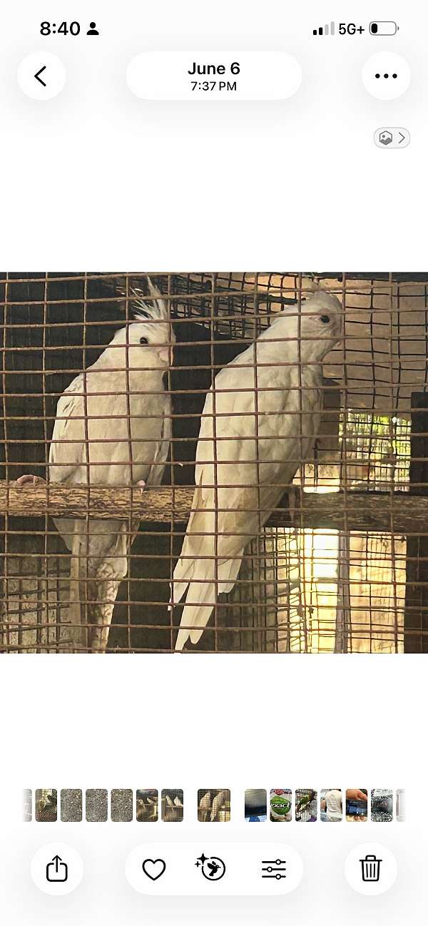cockatiel-for-sale
