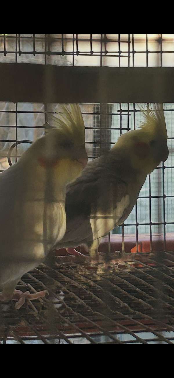 cockatiel-for-sale-in-florida