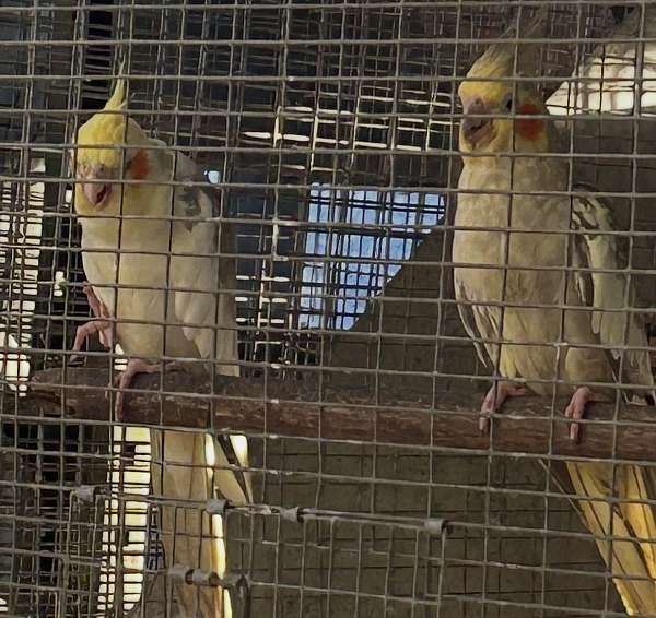 bird-for-sale-in-florida