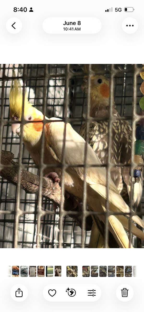 adult-bird