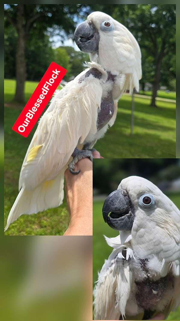 citron-white-umbrella-cockatoo-for-sale