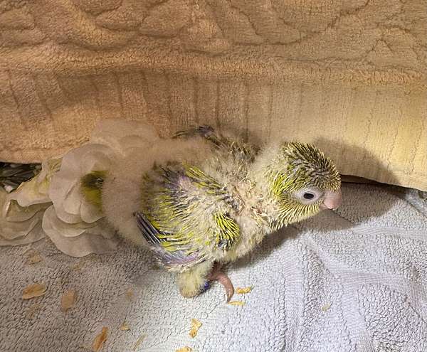 quaker-parrots-for-sale