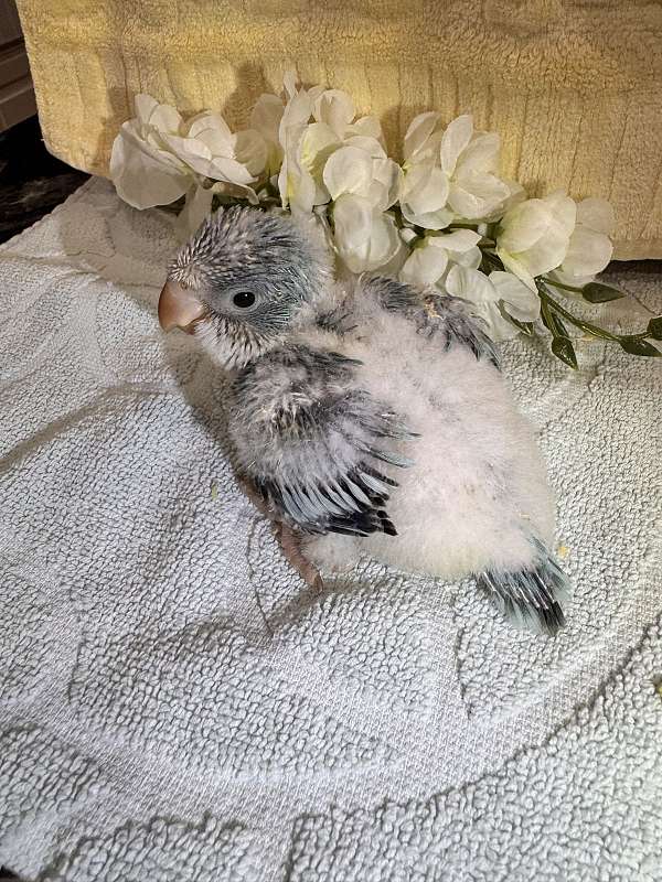 quaker-parrots-for-sale-in-summerville-sc