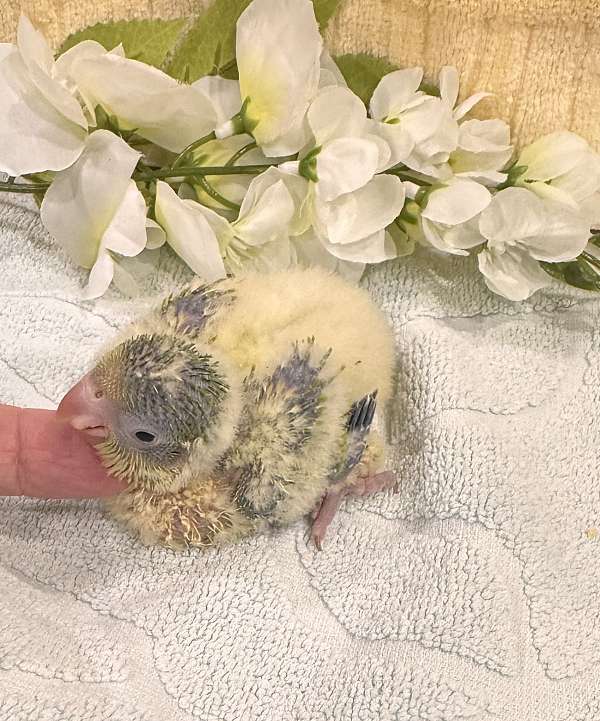 bird-for-sale-in-summerville-sc