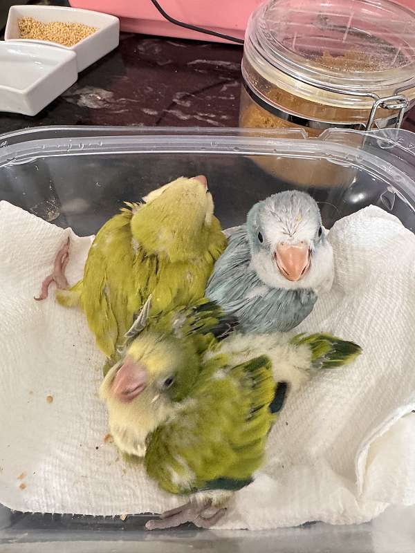 baby-bird