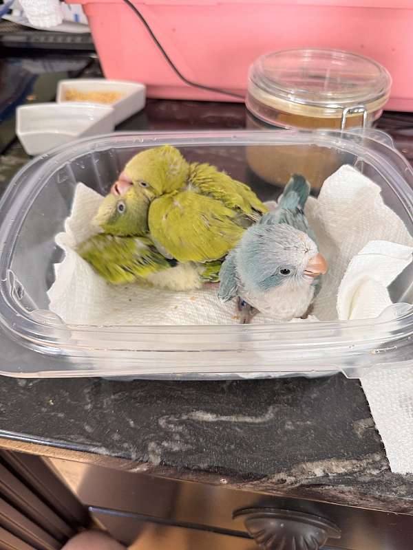 baby-quaker-parrots-for-sale