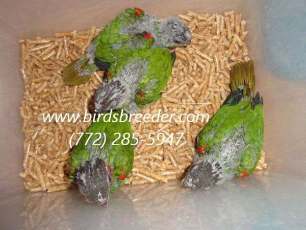 brown-throated-conure-for-sale