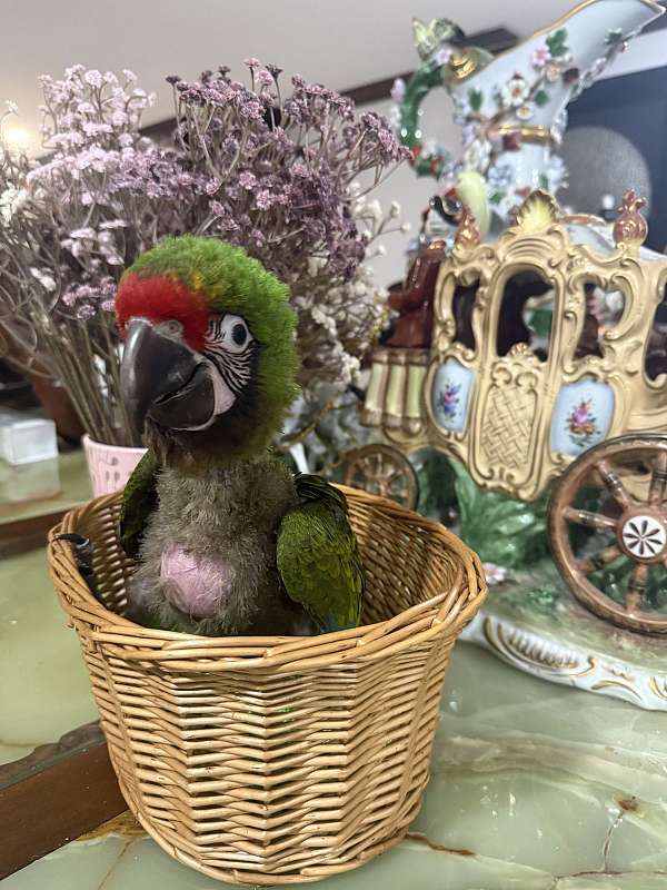 military-macaw-for-sale-in-plantation-fl