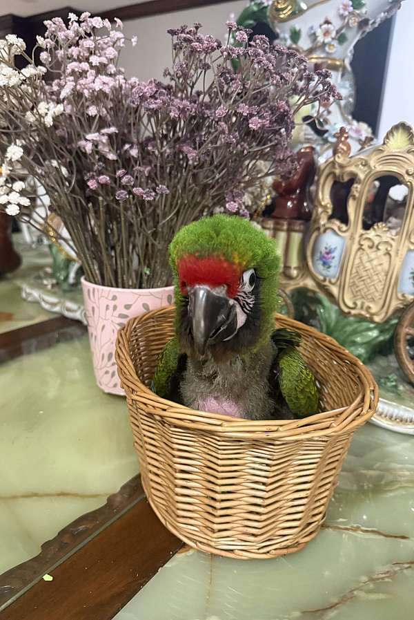 macaw-for-sale-in-plantation-fl