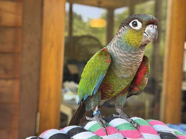conure-crimson-bellied-conure-for-sale-in-northfield-mn