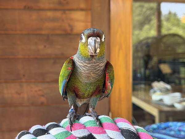 crimson-bird-for-sale-in-northfield-mn