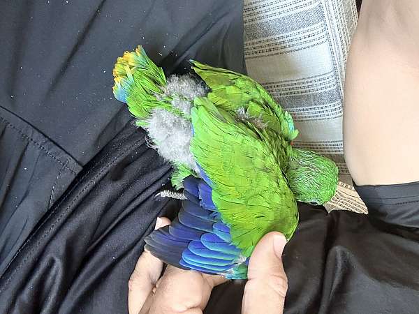 bird-for-sale-in-ohio