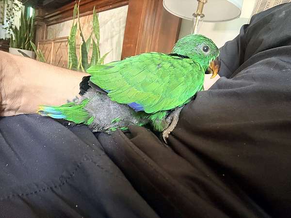 solomon-island-eclectus-parrots-for-sale