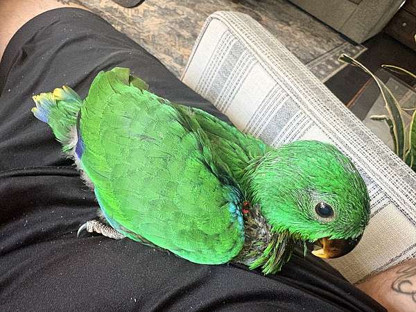 solomon-island-eclectus-parrots-for-sale-in-ohio
