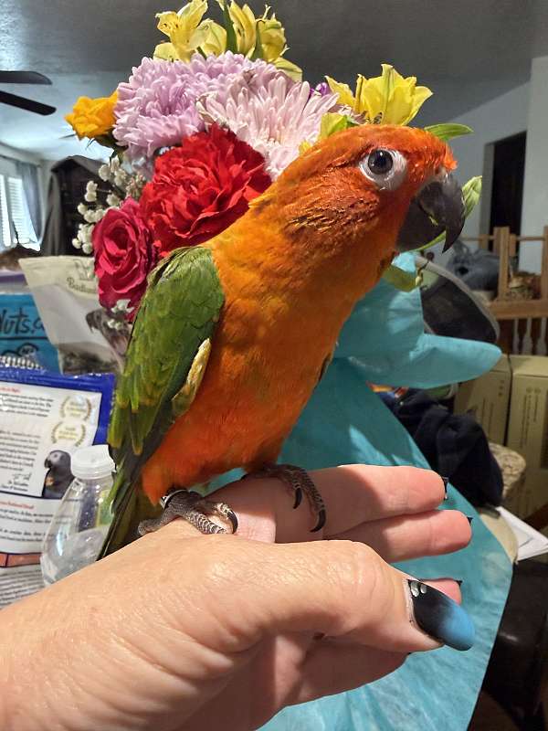 sun-conure-for-sale