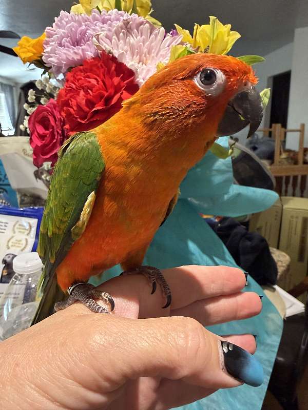 sun-conure-for-sale-in-layton-ut