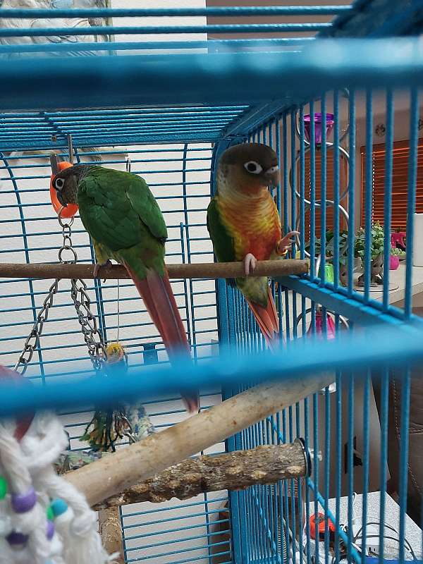 green-cheek-conure-for-sale