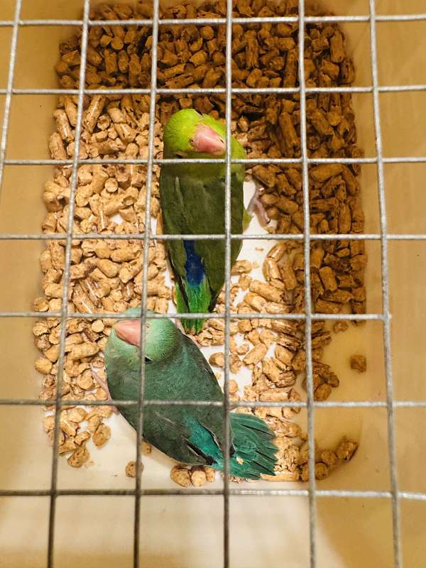 parakeet-lineolated-parakeet-for-sale-in-clarksburg-md