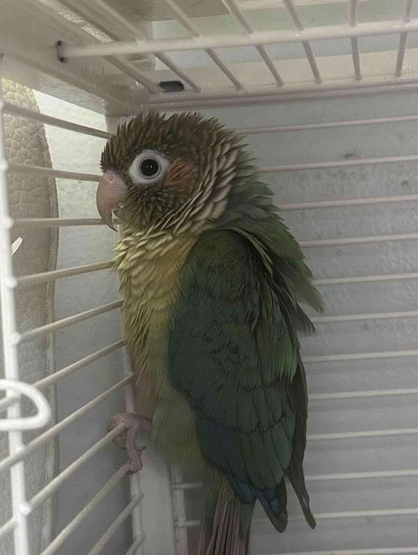 green-cheek-conure-for-sale-in-quakertown-pa