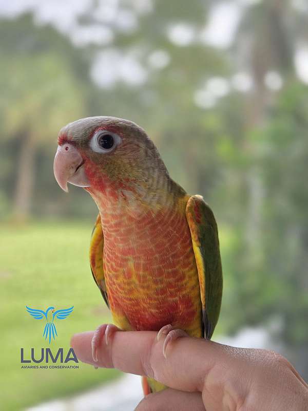tame-bird-for-sale-in-palm-city-fl
