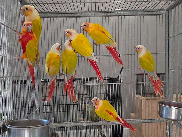 sun-conure-for-sale
