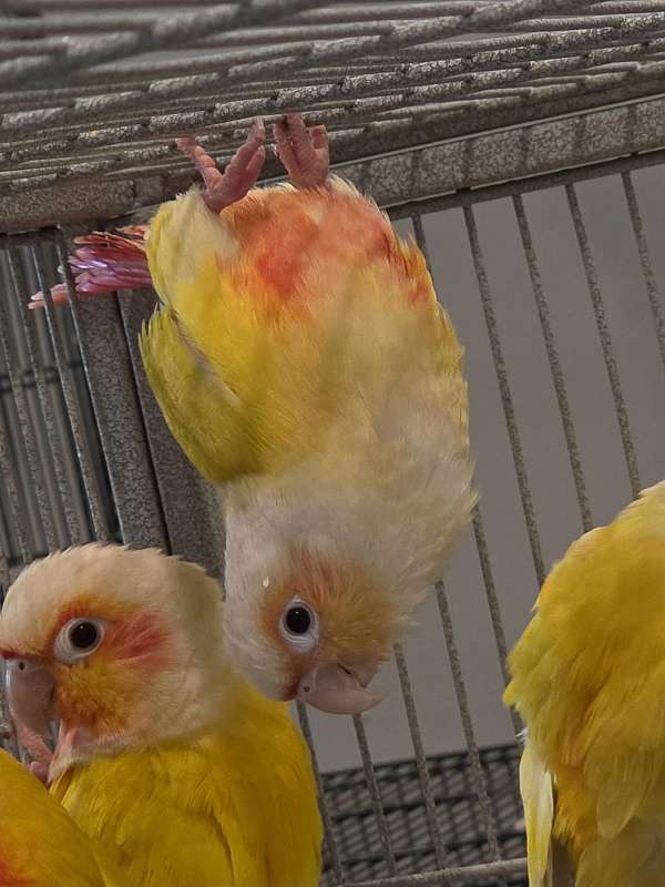 mixed-bird-for-sale