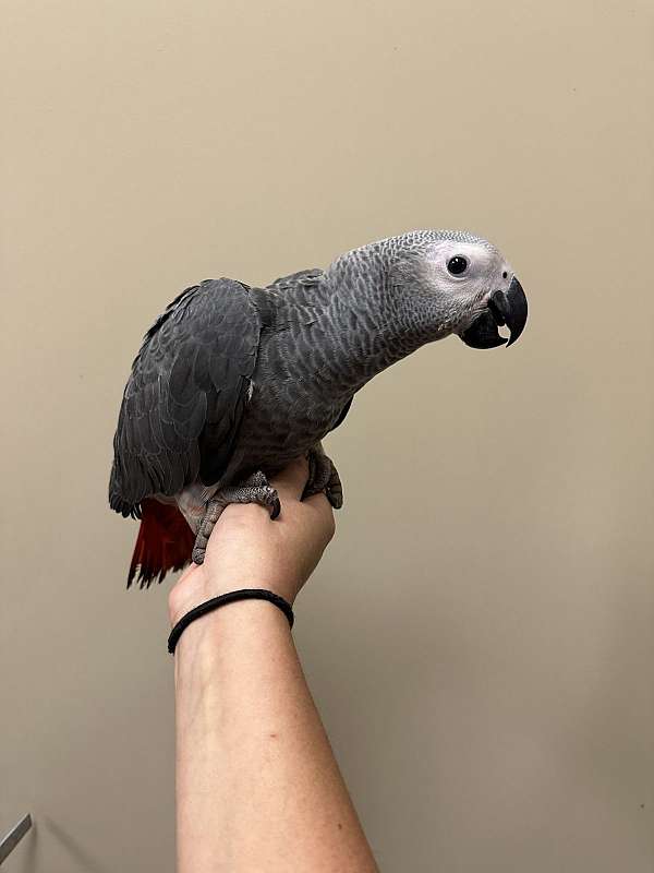 african-grey-parrot-for-sale-in-north-huntingdon-pa
