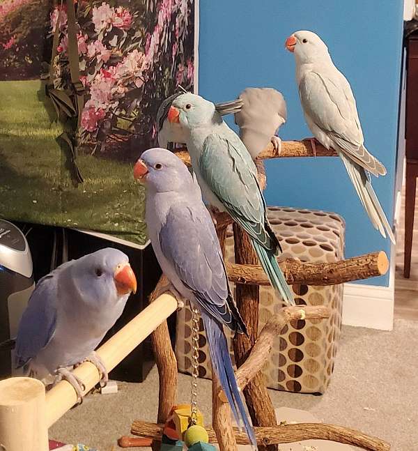 ringneck-parakeet-for-sale-in-fort-white