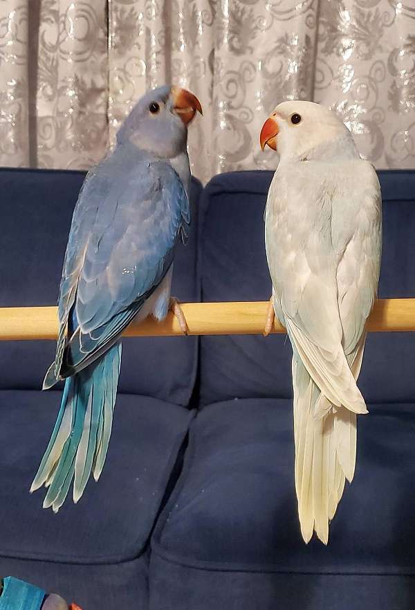 ringneck-parakeet-for-sale-in-fl