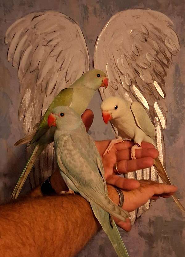 albino-bird-for-sale-in-fort-white
