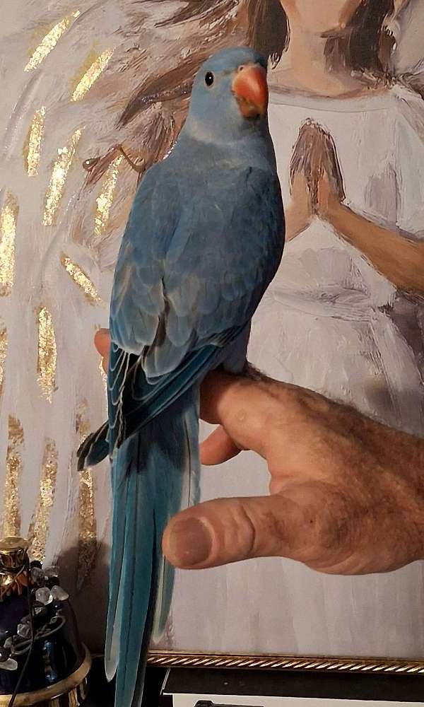 albino-bird-for-sale-in-fl