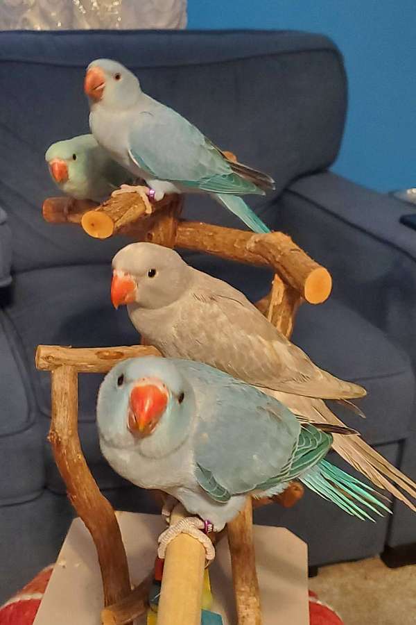 blue-bird-for-sale-in-fort-white