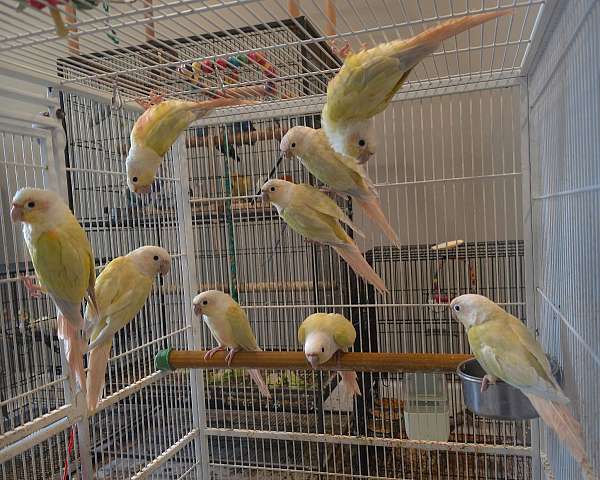 half-moon-conure-for-sale-in-minneapolis-mn