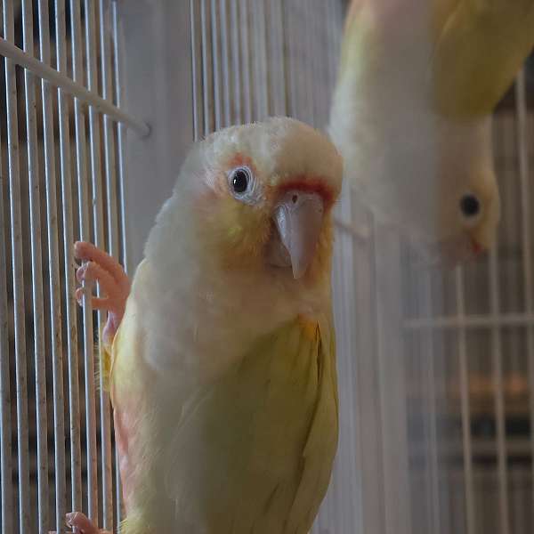 small-half-moon-conure-for-sale